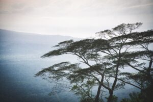 menggali-makna-dan-tafsir-erek-erek-angka-591-dalam-dunia-885